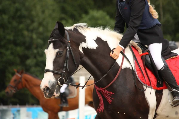 Piebald tinker cavalo retrato — Fotografia de Stock