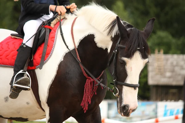 Piebald bastelt Pferdeporträt — Stockfoto