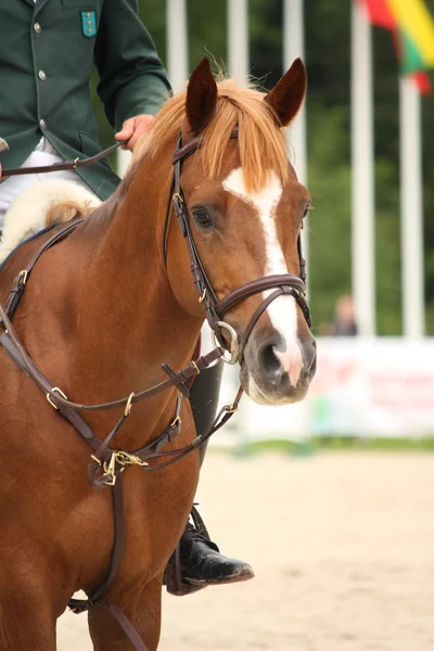 Portret brązowy koń z uzda — Zdjęcie stockowe