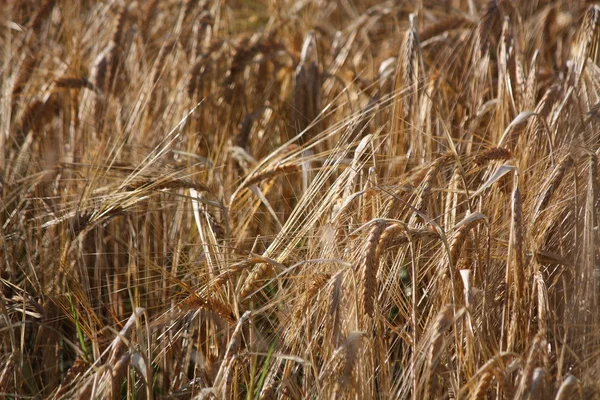 Пшеница близко — стоковое фото