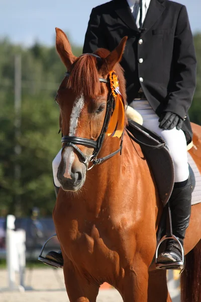Retrato de cavalo marrom com freio — Fotografia de Stock