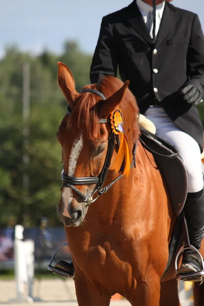 Portrait de cheval brun avec bride — Photo