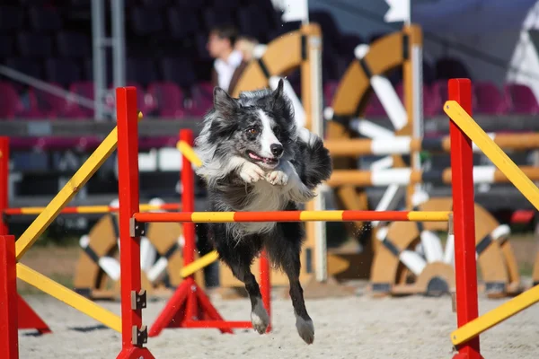 Cute gray and black border collie jumping over the barrier — Stock Photo, Image