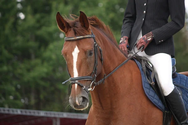 Brown horse portrait with bridle — Stock Photo, Image