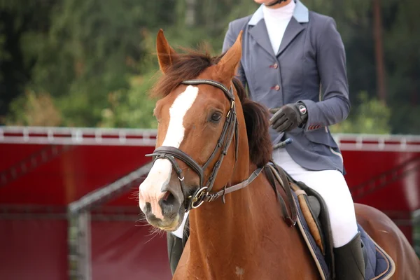 Brown horse portrait with bridle — Stock Photo, Image