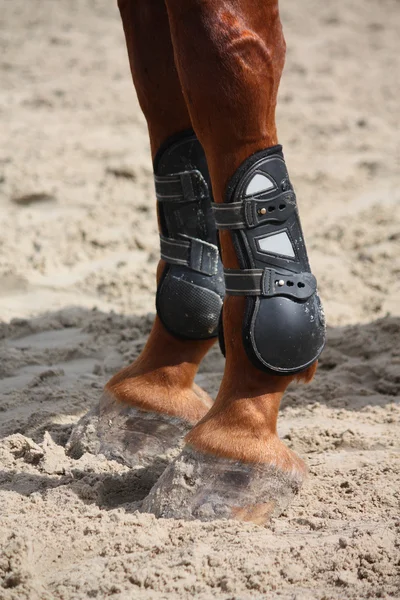 Kastanje paard benen close-up met splint laarzenkoń kasztan nogi z bliska z szyna buty — Stockfoto