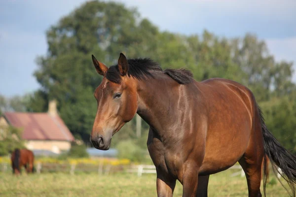 Brown horse portrait at the field in summer — Stock Photo, Image