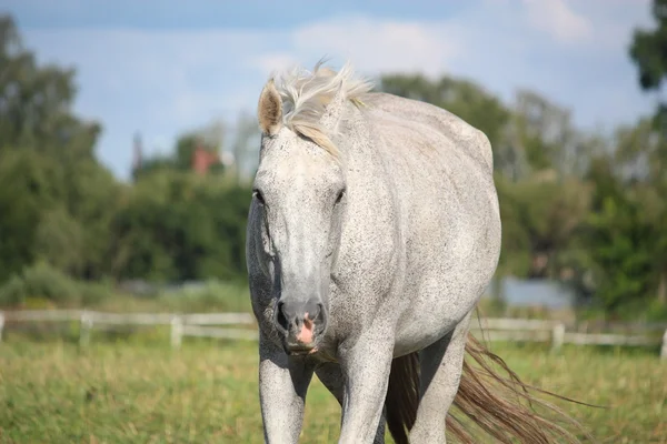 Portrait de cheval blanc au pâturage — Photo