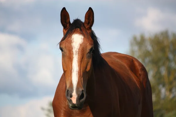 Brun häst porträtt på fältet i sommar — Stockfoto