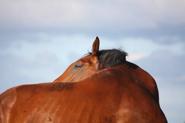 Baía cavalo coçar-se — Fotografia de Stock