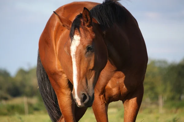 Portrait de cheval brun sur le terrain en été — Photo