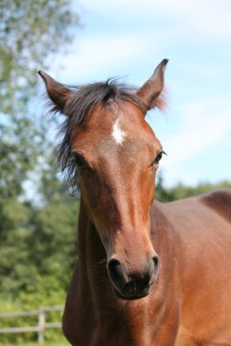 bay Tay yaz aylarında portraity şirin