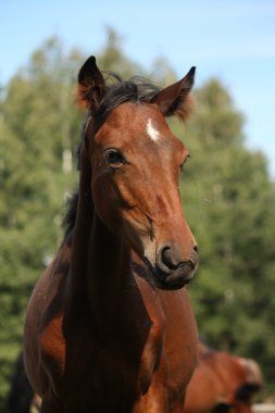 bay Tay yaz aylarında portraity şirin