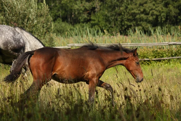 Bruin veulen wandelen op de Wei — Stockfoto