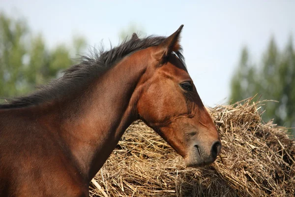 Puledro bruno mangiare fieno secco in estate — Foto Stock