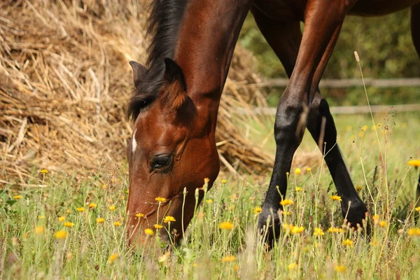 Unga brunt föl äter gräs på betet — Stockfoto