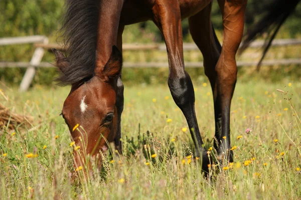Fiatal barna csikó eszik fű a legelők — Stock Fotó