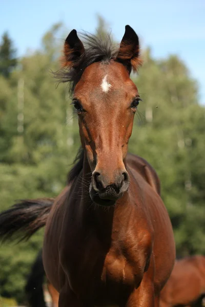 夏のかわいいベイ馬の肖像画 — ストック写真