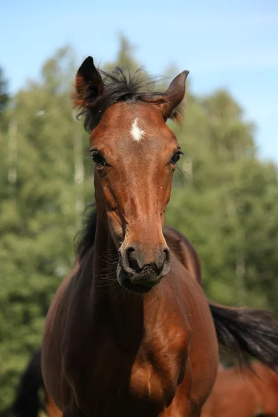 Cute bay foal portraity in summer — Stock Photo, Image