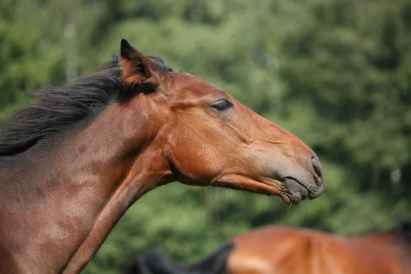 Šťastný hnědé hříbě portrét — Stock fotografie