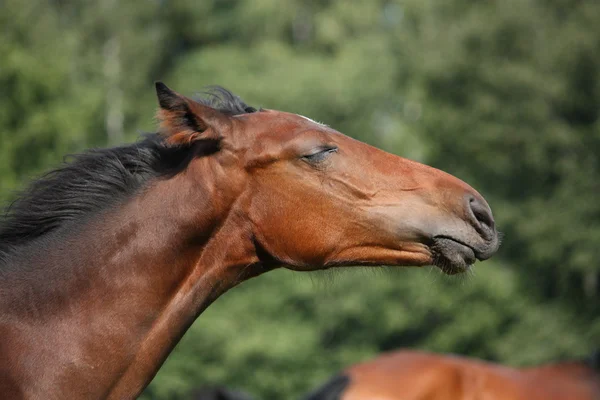 Glückliches braunes Fohlen-Porträt — Stockfoto