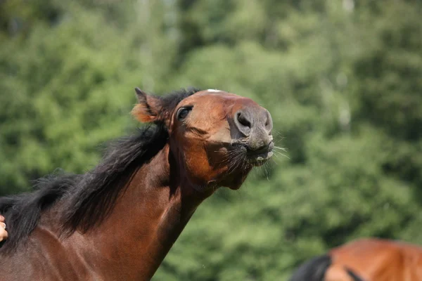 幸せな茶色の子馬の肖像画 — ストック写真