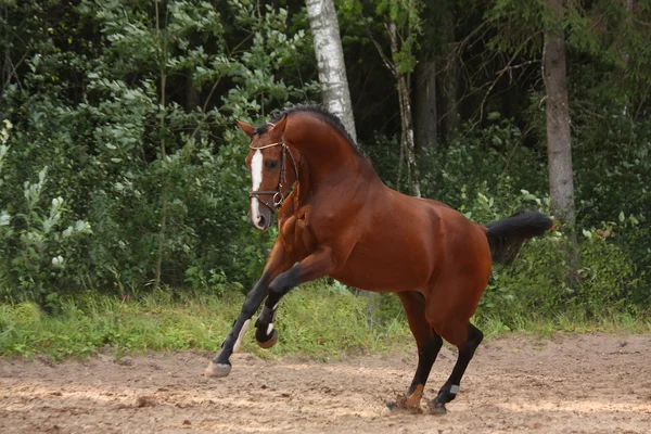 Hermoso caballo de la bahía galopando en el campo cerca del bosque — Foto de Stock