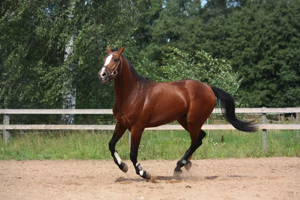 Krásný kůň tryskem na pole — Stock fotografie