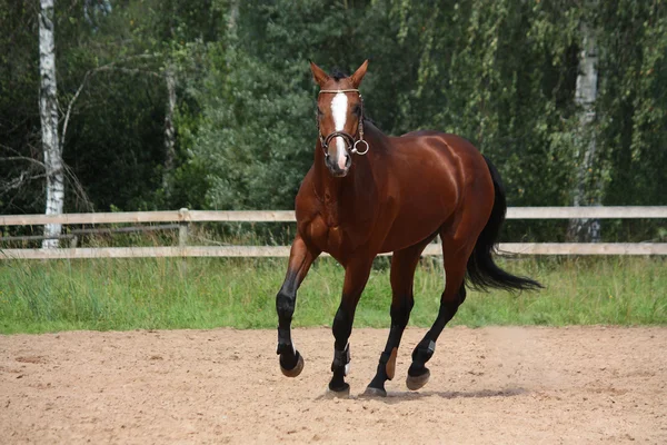 Bella baia cavallo galoppo al campo — Foto Stock