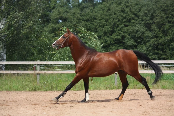 Bella baia cavallo galoppo al campo — Foto Stock