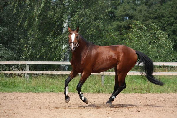 Beau cheval de baie galopant sur le terrain — Photo