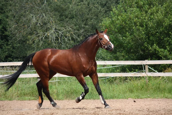 Bella baia cavallo trotto al campo — Foto Stock