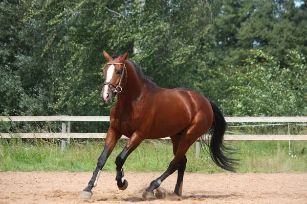 Belo cavalo da baía galopando no campo — Fotografia de Stock