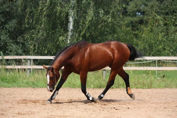 Mooie baai paard dravende op het veld — Stockfoto