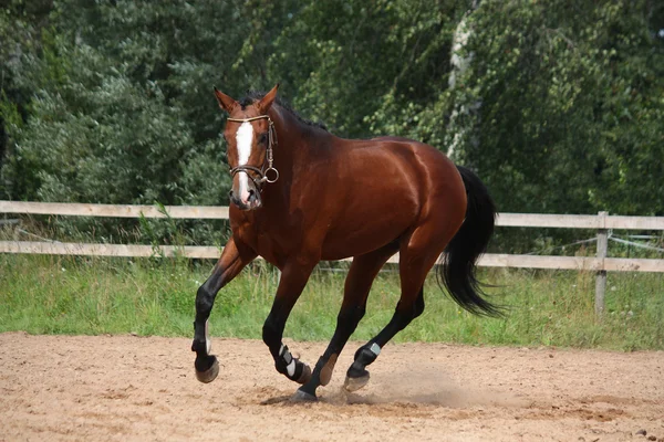 Hermoso caballo de la bahía galopando en el campo — Foto de Stock