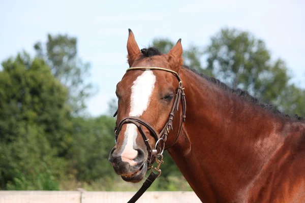 Bay horse with bridle portrait in summer — Stock Photo, Image