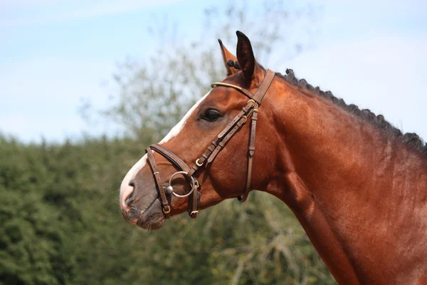 Cavalo de baía com retrato de freio no verão — Fotografia de Stock