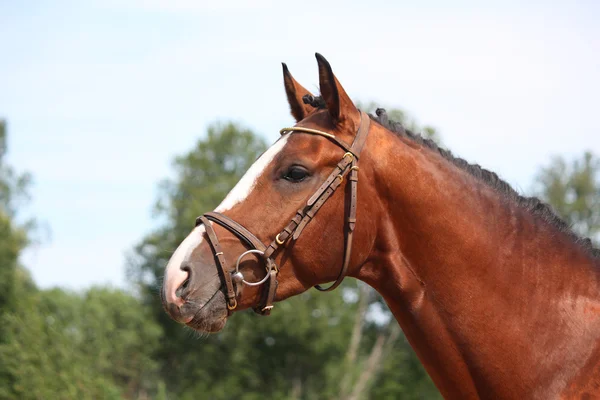 Kantár portré nyáron Bay horse — Stock Fotó
