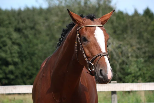 Bay horse with bridle portrait in summer — Stock Photo, Image