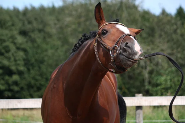 Bay horse with bridle funny portrait in summer — Stock Photo, Image