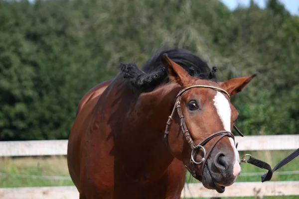 Baai paard met hoofdstel grappige portret in de zomer — Stockfoto