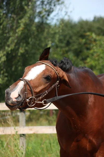 Zatoka konia z uzdę zabawny portret w lecie — Zdjęcie stockowe