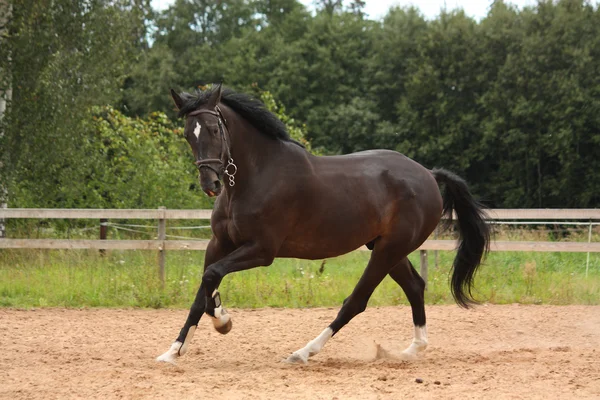 Cheval noir galopant librement sur le terrain — Photo