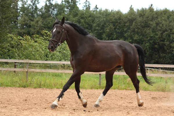 Cavallo nero che trotta sul campo — Foto Stock