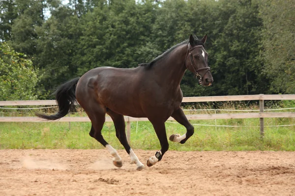 Schwarzes Pferd galoppiert frei auf dem Feld — Stockfoto