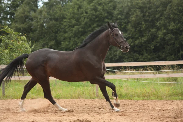 Чорний кінь вільний на полі — стокове фото