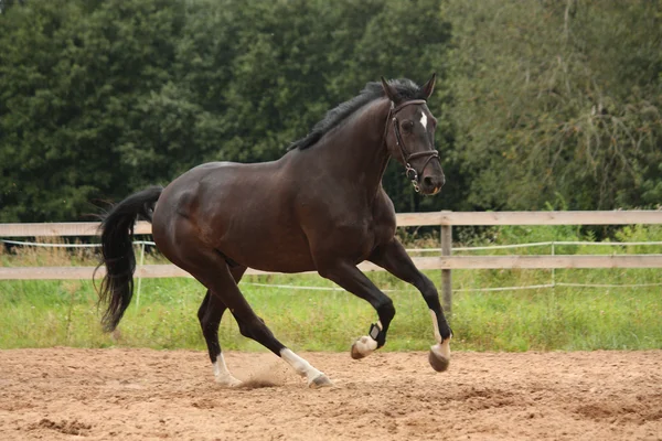 Caballo negro galopando libre en el campo — Foto de Stock