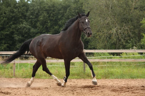 Caballo negro trotando en el campo — Foto de Stock