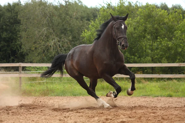 Černý kůň tryskem zdarma na pole — Stock fotografie