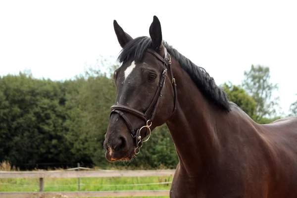 Ritratto di cavallo di razza lettone nero in campagna — Foto Stock